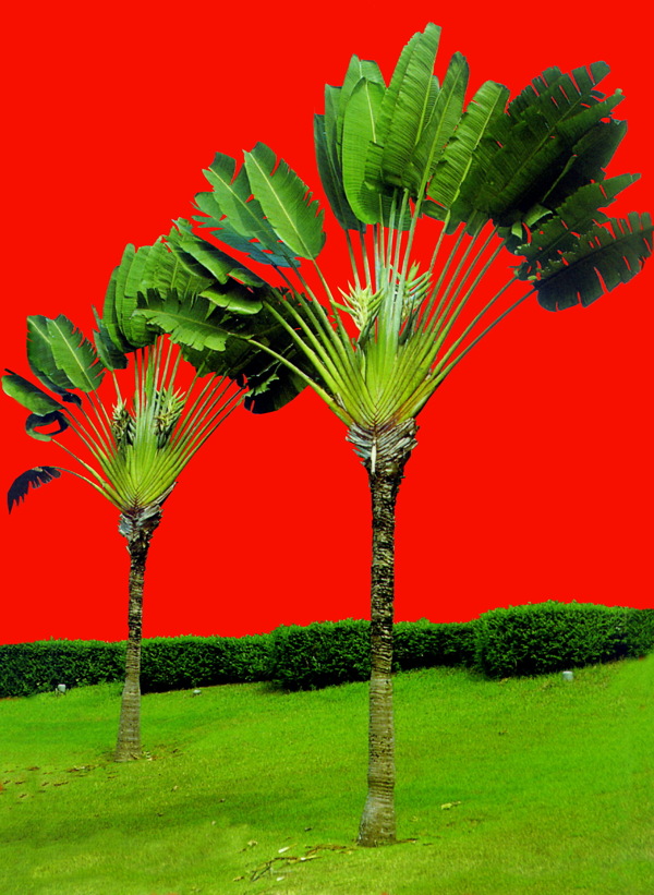 植物貼圖素材JPG1654