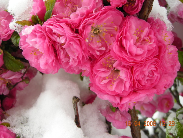 雪中海棠花图片