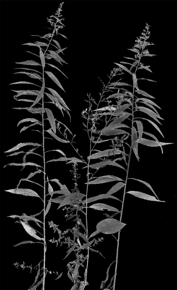 植物貼圖素材建筑裝飾JPG1787