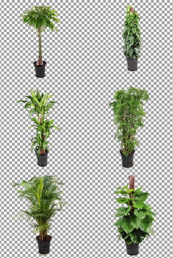 绿色植物盆栽图片