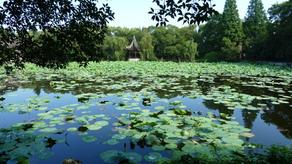南潯夏日小蓮莊圖片