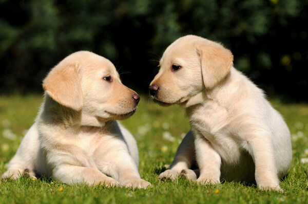 草地上的两只小狗