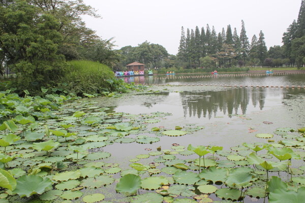 昆山亭林公園風景畫圖片