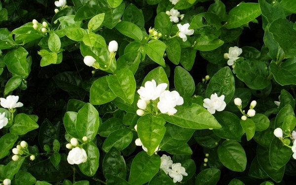 位圖植物花朵寫實(shí)花卉野花免費(fèi)素材