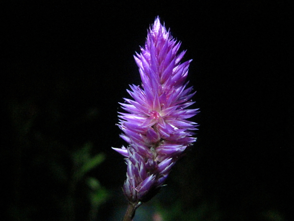 位圖植物寫實(shí)花卉花朵野花免費(fèi)素材