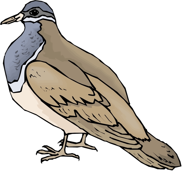 各種鳥類鳥動物矢量素材EPS格式0615