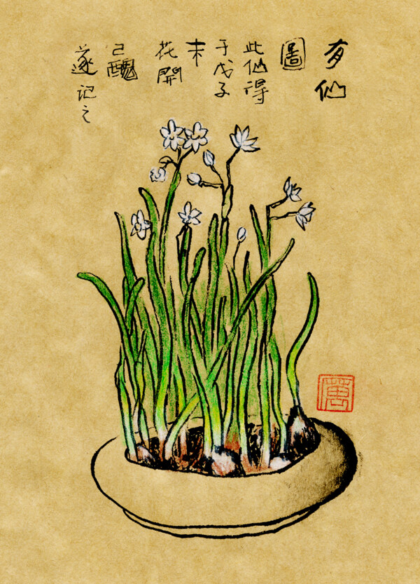 鋼筆畫(huà)水仙花圖片