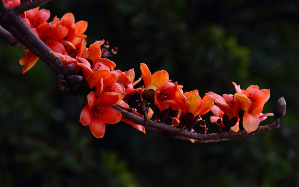位圖植物花朵寫實(shí)花卉野花免費(fèi)素材