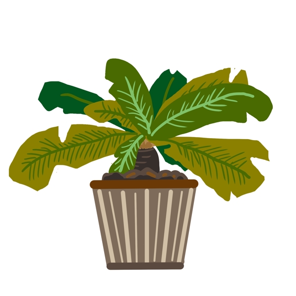 热带树木植物