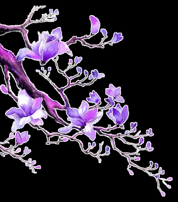 树枝上的紫色木棉花