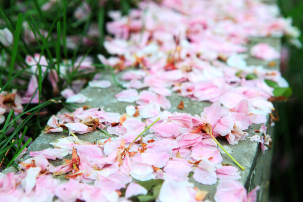落花圖片