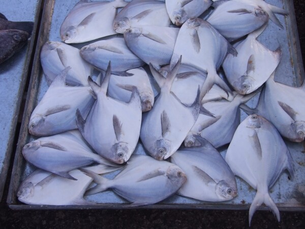 鯧魚圖片