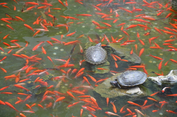 魚塘圖片