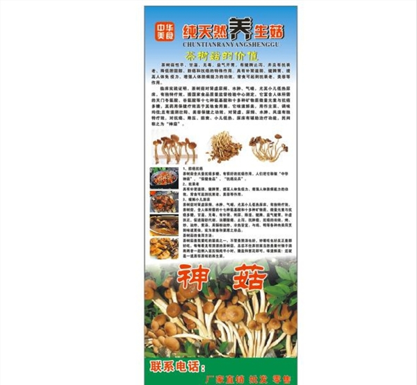 茶樹菇宣傳介紹展架