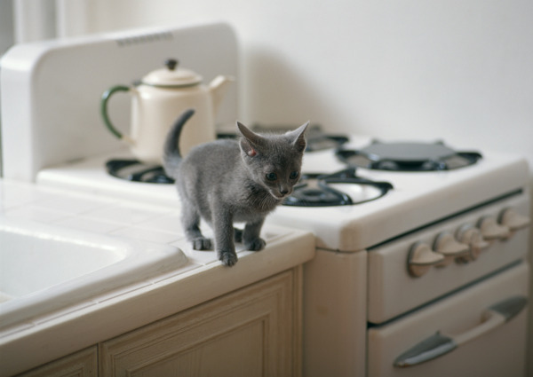 厨房里的小猫图片