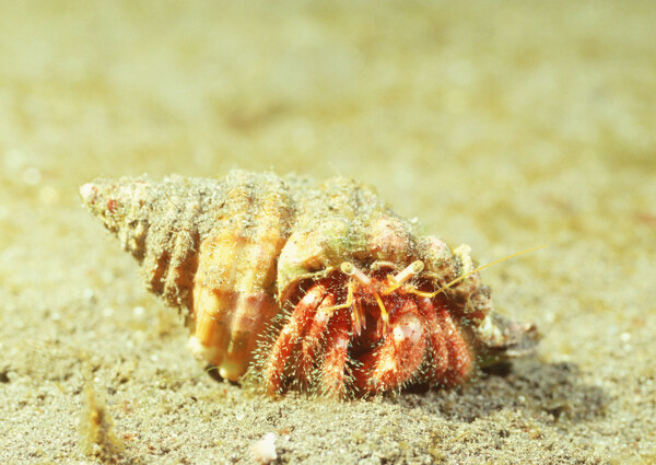 海洋生物螺海螺圖片