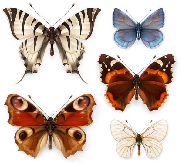 蝴蝶标本矢量图片