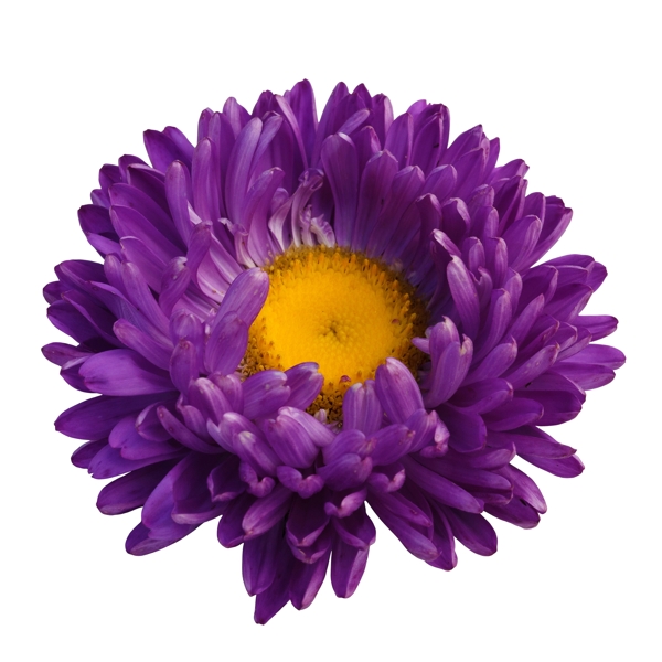 紫色花儿设计素材元素