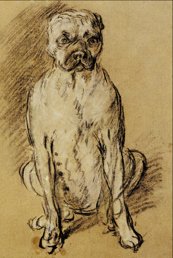 動物素描