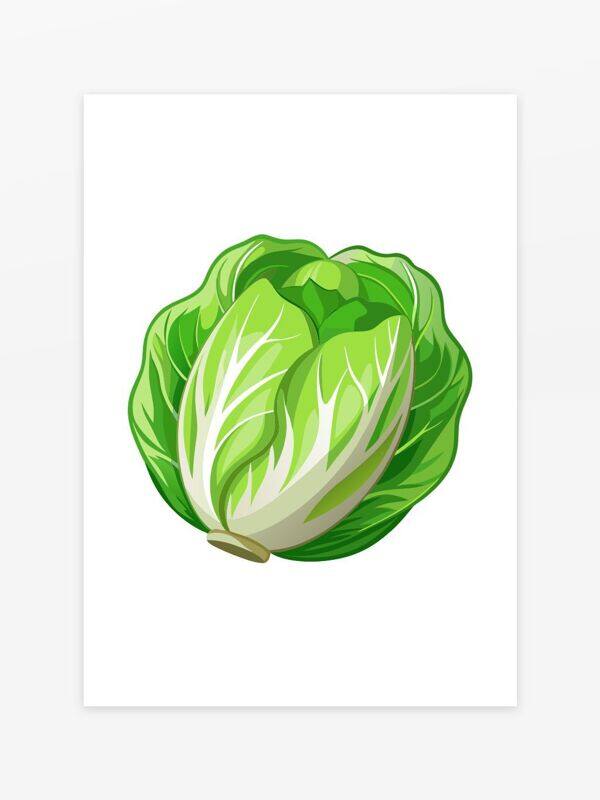 健康食品綠色蔬菜新鮮卷心菜大白菜