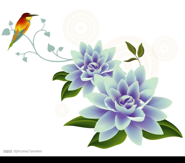 花和鳥圖片