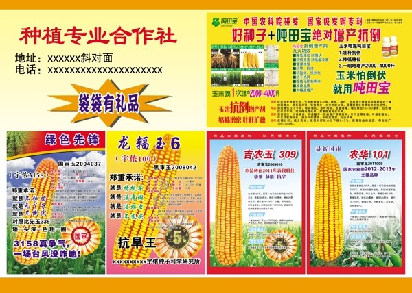 玉米宣傳圖片