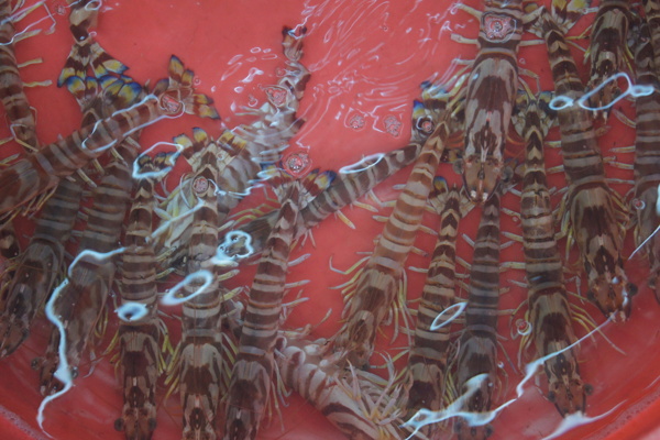 厦门海鲜虾图片