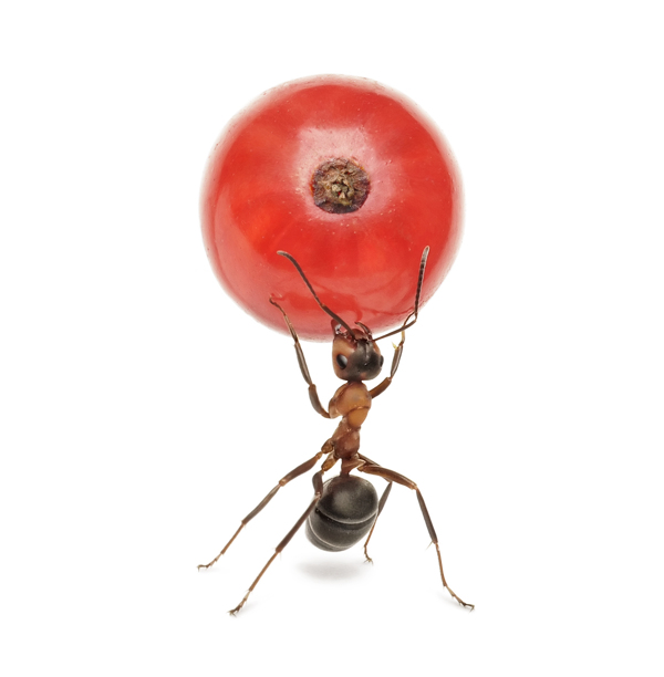 举着粮食的蚂蚁图片