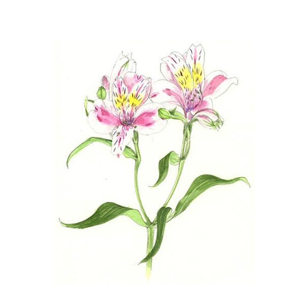 位圖寫意花卉植物花朵百合花免費(fèi)素材