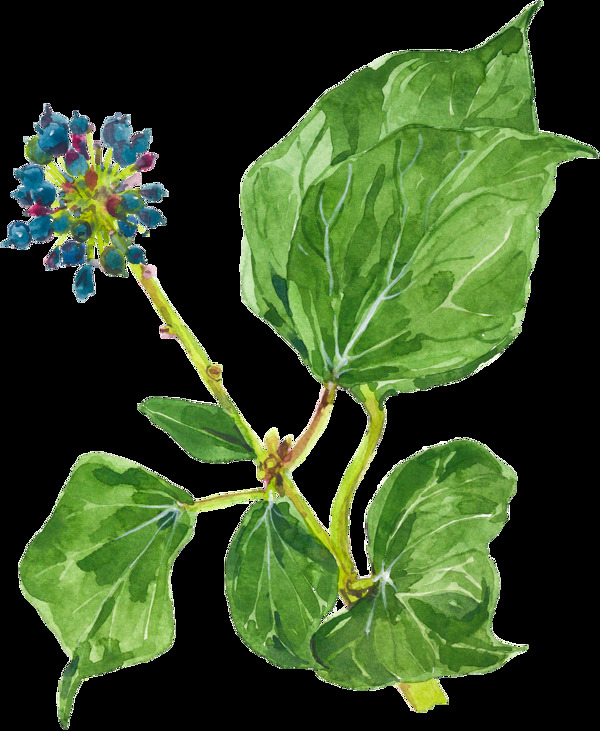 雨后植物png透明素材