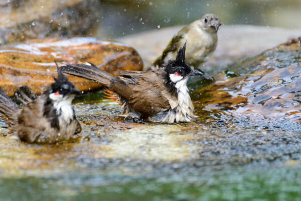 水中的三只野生鳥圖片