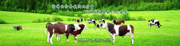 肉牛淘寶促銷海報(bào)
