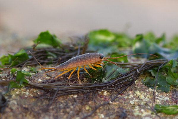 海草中的海蟑螂