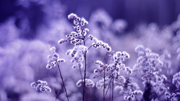 位圖植物花朵寫實(shí)花卉野花免費(fèi)素材