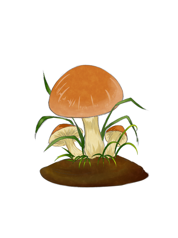 铅笔质感蘑菇