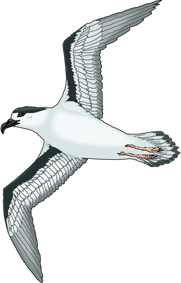 矢量逼真鳥類動物50