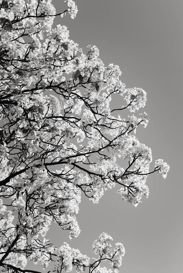 黑白花树摄影