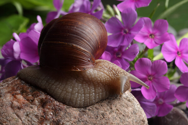 蜗牛花卉摄影