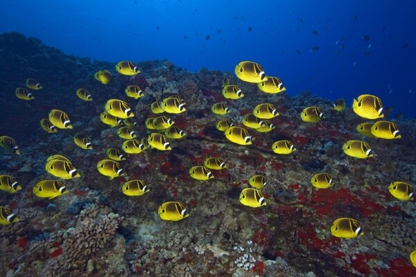 魚群