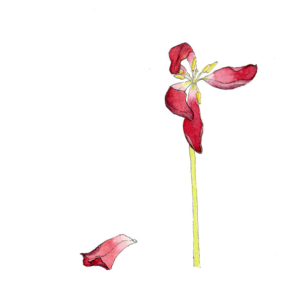 位圖植物寫意花卉花朵野花免費(fèi)素材