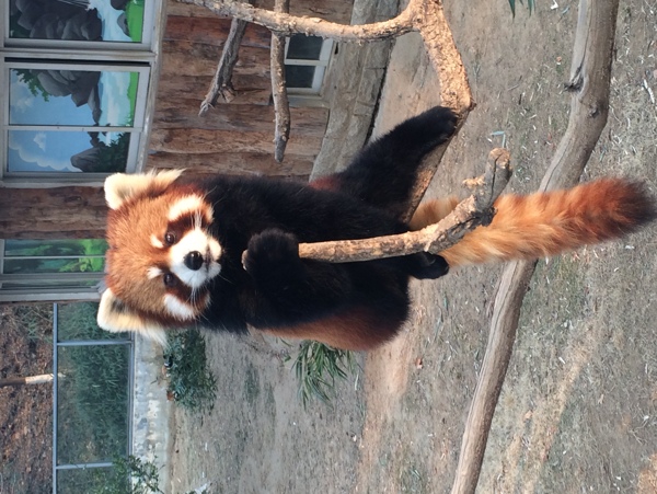 小熊貓