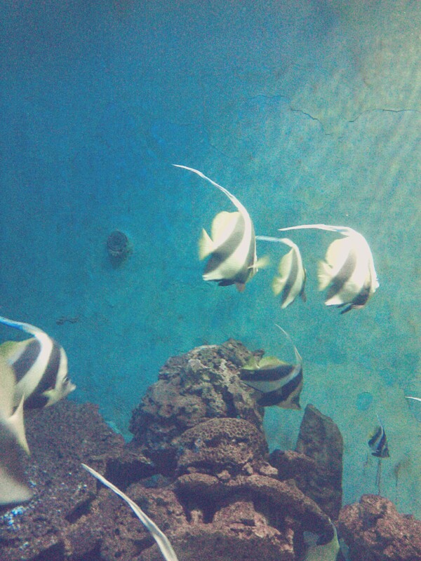 水族館圖片