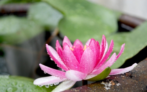 蓮花圖片