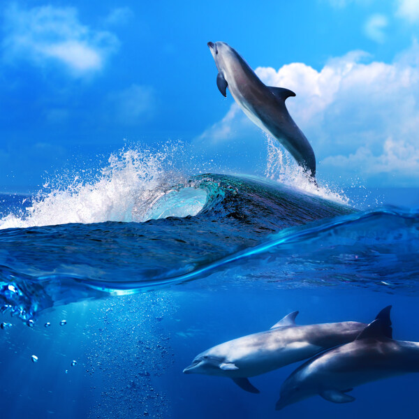 海浪与海豚