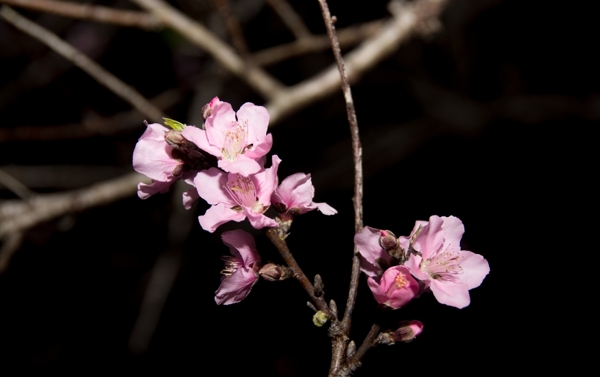 桃花