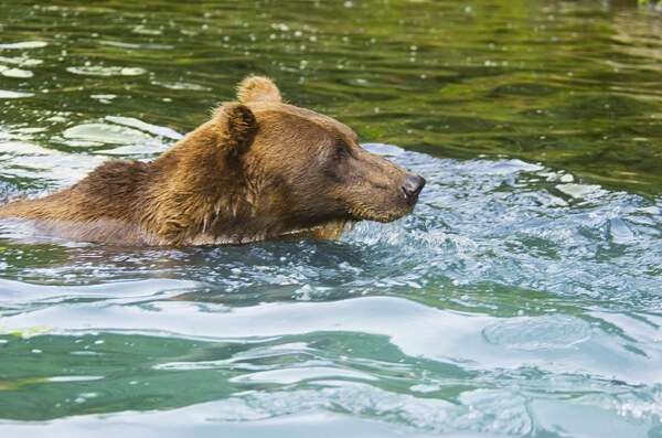 湖水中的棕熊高清图片