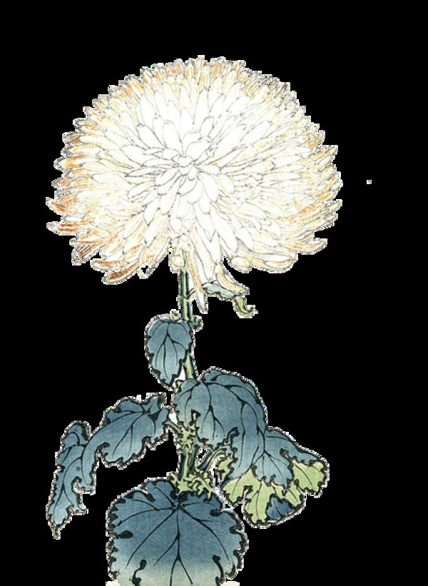 清新淺色手繪菊花裝飾元素