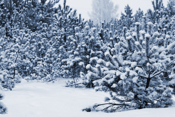 树林雪地风景图片