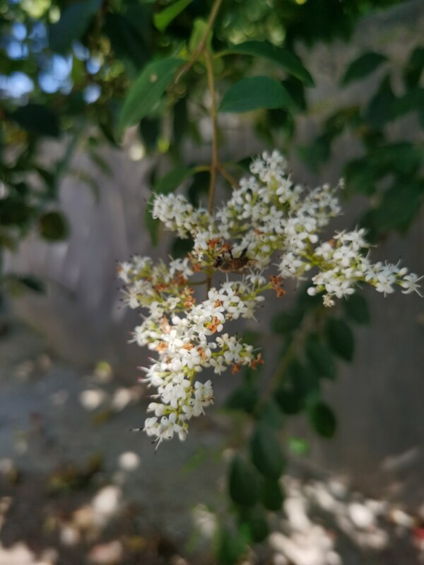 白色小蜡树花