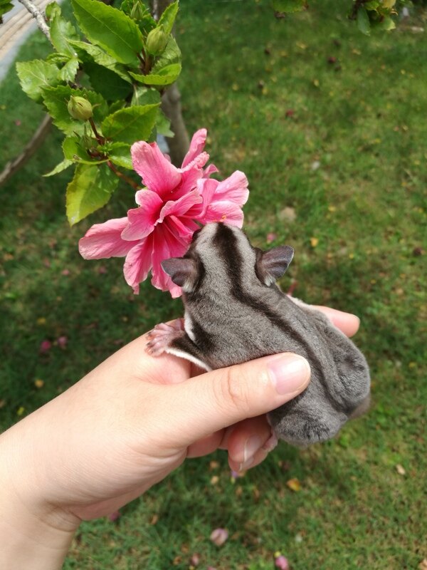 蜜袋鼯